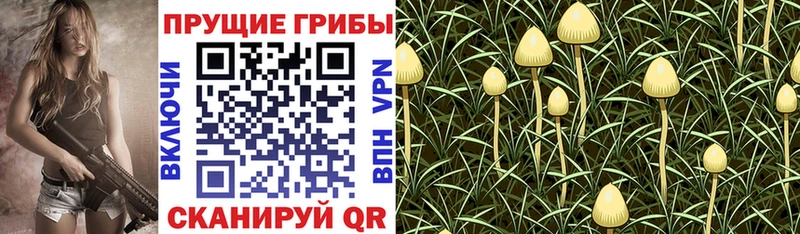 Галлюциногенные грибы Psilocybe  Югорск 